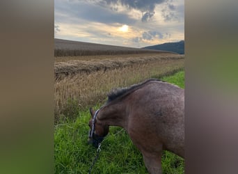 Welsh A (Mountain Pony), Mare, 23 years, 11,2 hh, Brown