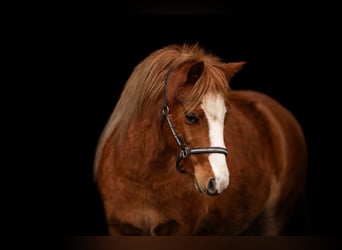 Welsh A (Mountain Pony), Mare, 2 years, 11.2 hh, Chestnut-Red