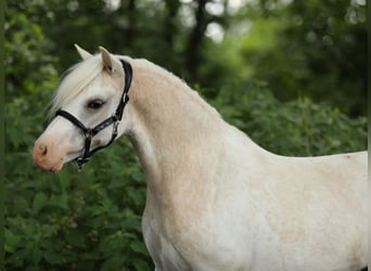 Welsh A (Mountain Pony), Mare, 2 years, 11.2 hh, Sabino