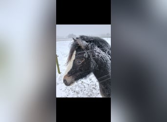 Welsh A (Mountain Pony), Mare, 2 years, 11,1 hh, Buckskin