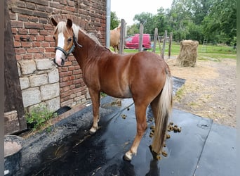 Welsh A (Mountain Pony) Mix, Mare, 2 years, 11,2 hh, Chestnut-Red
