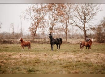 Welsh A (Mountain Pony), Mare, 2 years, 11,2 hh, Chestnut-Red