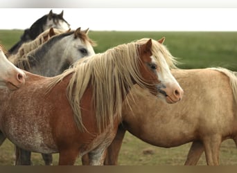 Welsh A (Mountain Pony), Mare, 2 years, 11,2 hh, Chestnut-Red
