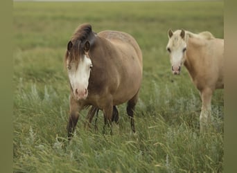 Welsh A (Mountain Pony), Mare, 2 years, 11,2 hh, Dun