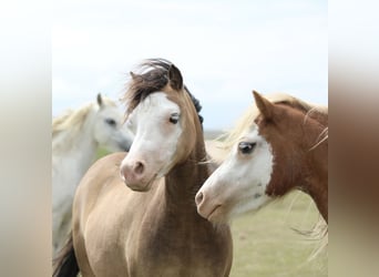 Welsh A (Mountain Pony), Mare, 2 years, 11,2 hh, Dun