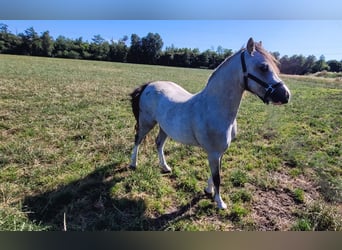 Welsh A (Mountain Pony), Mare, 2 years, 11,2 hh, Gray