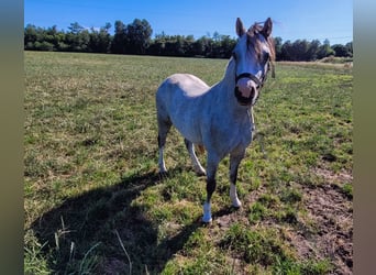 Welsh A (Mountain Pony), Mare, 2 years, 11,2 hh, Grey