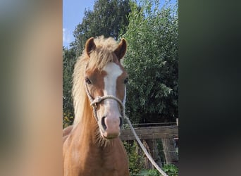 Welsh A (Mountain Pony), Mare, 2 years, Chestnut-Red