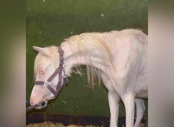Welsh A (Mountain Pony), Mare, 2 years, Cremello