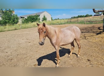 Welsh A (Mountain Pony) Mix, Mare, 3 years, 10.2 hh, Roan-Red Welsh A (Mountain Pony) Mix, Mare, 3 years, 10.2 hh, Roan-Red