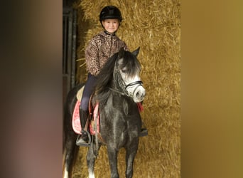 Welsh A (Mountain Pony), Mare, 3 years, 11.1 hh, Grey-Blue-Tan