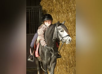 Welsh A (Mountain Pony), Mare, 3 years, 11.1 hh, Grey-Blue-Tan