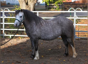 Welsh A (Mountain Pony), Mare, 3 years, 11.1 hh, Grey-Dapple