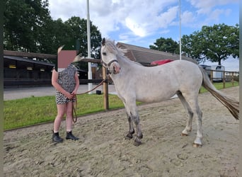 Welsh A (Mountain Pony), Mare, 3 years, 11.1 hh, Grey