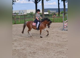 Welsh A (Mountain Pony), Mare, 3 years, 11.1 hh, Grey