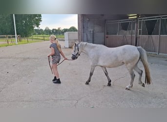 Welsh A (Mountain Pony), Mare, 3 years, 11.1 hh, Grey