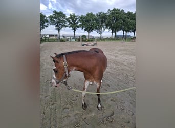 Welsh A (Mountain Pony), Mare, 3 years, 11.1 hh, Grey