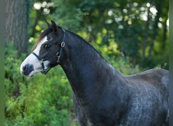 Welsh A (Mountain Pony), Mare, 3 years, 11.1 hh, Sabino