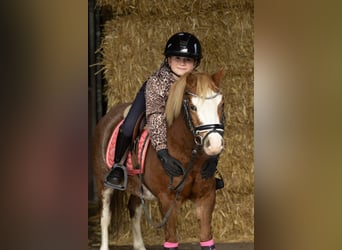 Welsh A (Mountain Pony), Mare, 3 years, 11.1 hh, Sorrel