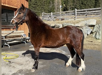 Welsh A (Mountain Pony), Mare, 3 years, 11.2 hh, Chestnut