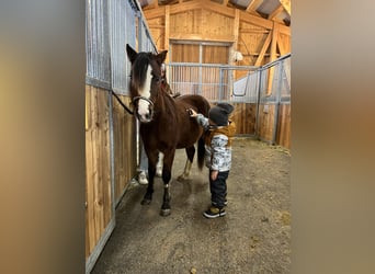 Welsh A (Mountain Pony), Mare, 3 years, 11.2 hh, Chestnut