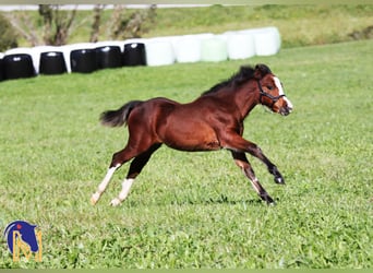 Welsh A (Mountain Pony), Mare, 3 years, 11.2 hh, Chestnut