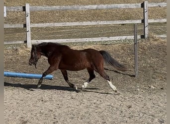 Welsh A (Mountain Pony), Mare, 3 years, 11.2 hh, Chestnut