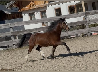Welsh A (Mountain Pony), Mare, 3 years, 11.2 hh, Chestnut