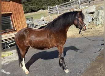 Welsh A (Mountain Pony), Mare, 3 years, 11.2 hh, Chestnut