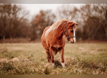 Welsh A (Mountain Pony), Mare, 3 years, 11.2 hh, Chestnut-Red