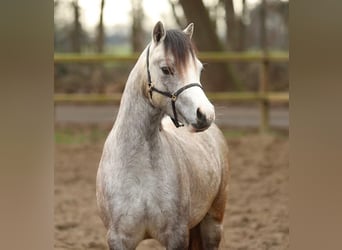 Welsh A (Mountain Pony), Mare, 3 years, 11.2 hh, Grey