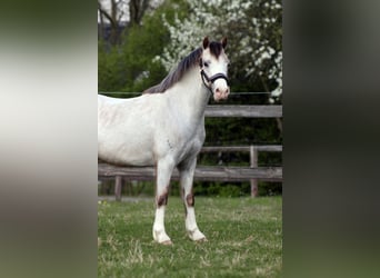 Welsh A (Mountain Pony), Mare, 3 years, 11.2 hh, Grey-Red-Tan