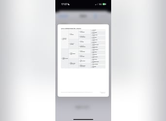 Welsh A (Mountain Pony), Mare, 3 years, 11.2 hh, Grey-Red-Tan