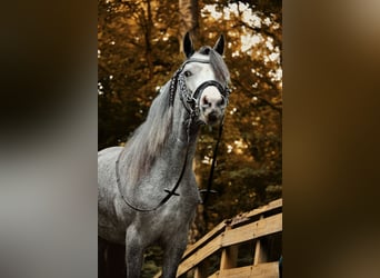 Welsh A (Mountain Pony), Mare, 3 years, 11.3 hh, Grey-Blue-Tan