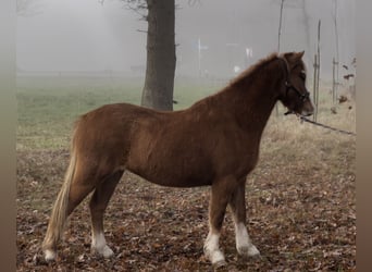 Welsh A (Mountain Pony), Mare, 3 years, 11,1 hh, Chestnut-Red