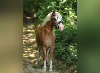 Welsh A (Mountain Pony), Mare, 3 years, 11,1 hh, Chestnut-Red