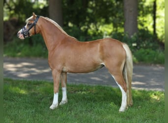 Welsh A (Mountain Pony), Mare, 3 years, 11,1 hh, Chestnut-Red