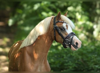 Welsh A (Mountain Pony), Mare, 3 years, 11,1 hh, Chestnut-Red