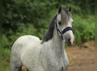 Welsh A (Mountain Pony), Mare, 3 years, 11,1 hh, Gray