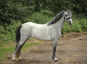 Welsh A (Mountain Pony), Mare, 3 years, 11,1 hh, Gray
