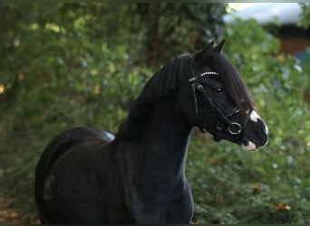 Welsh A (Mountain Pony), Mare, 3 years, 11,2 hh, Black