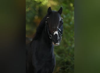 Welsh A (Mountain Pony), Mare, 3 years, 11,2 hh, Black