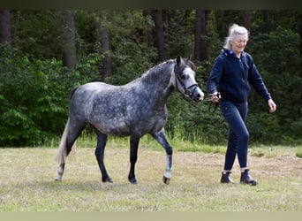 Welsh A (Mountain Pony) Mix, Mare, 3 years, 11,2 hh, Gray-Dapple