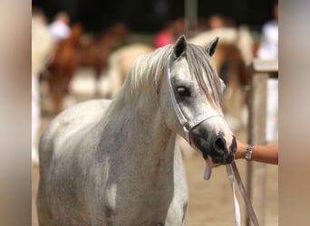 Welsh A (Mountain Pony), Mare, 3 years, 11,3 hh, Grey