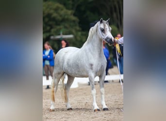 Welsh A (Mountain Pony), Mare, 3 years, 11,3 hh, Grey