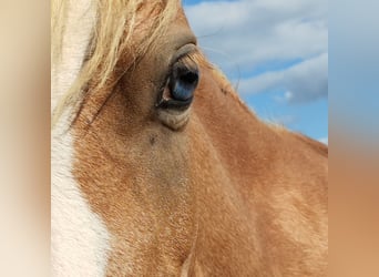 Welsh A (Mountain Pony), Mare, 3 years, 12 hh, Chestnut-Red
