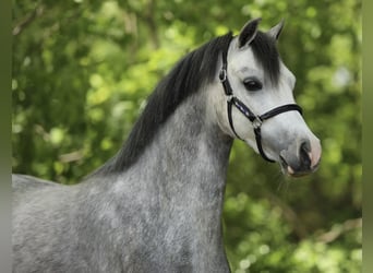 Welsh A (Mountain Pony), Mare, 3 years, 12 hh, Grey-Blue-Tan