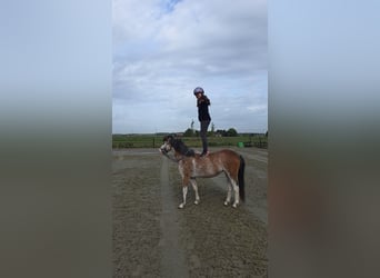 Welsh A (Mountain Pony), Mare, 3 years, 12 hh, Sabino
