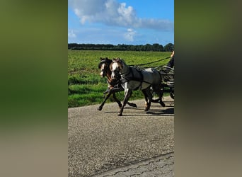 Welsh A (Mountain Pony), Mare, 4 years, 11.1 hh, Grey