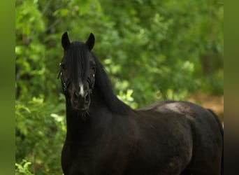 Welsh A (Mountain Pony), Mare, 4 years, 11.2 hh, Black